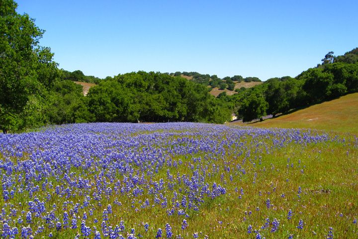 Hotels